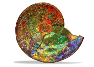 ammolite 1