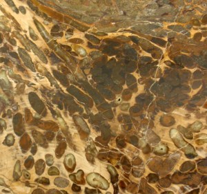 Teredo borings with woodgrain