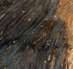 Borings with Teredo cross-sections