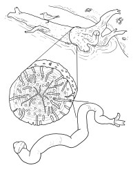 Magnification of Teredo