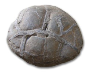 External, weathered surface of a septarian nodule.